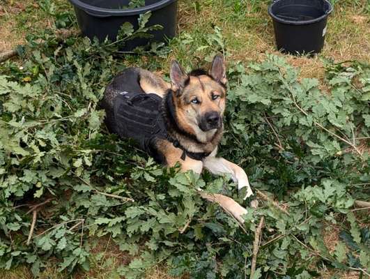 Schäferhund-Beitrag-Bild