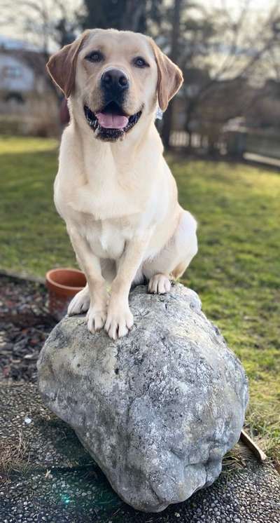 Hundetreffen-Pubertier sucht Gleichgesinnte!-Bild