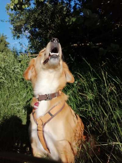 Die Dogorama Wochen Challenge-Beitrag-Bild