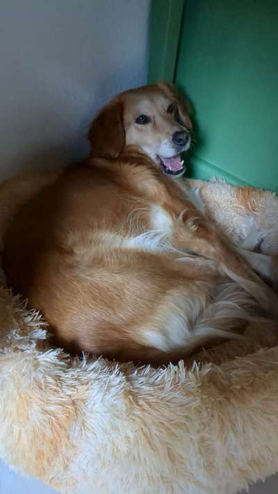 Hunde aus Griechenland-Beitrag-Bild