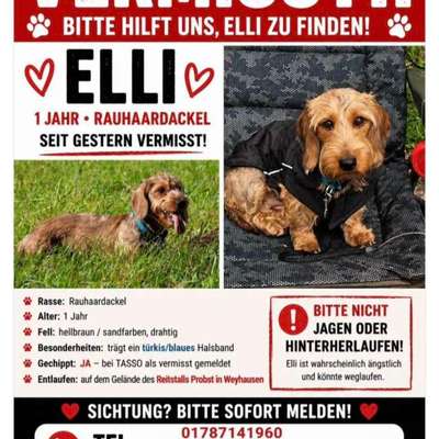 Suchmeldung-Elli-Bild