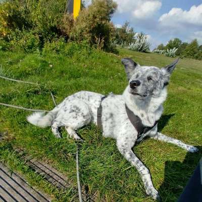 Hundetreffen-Gemeinsame Hunderunde-Bild