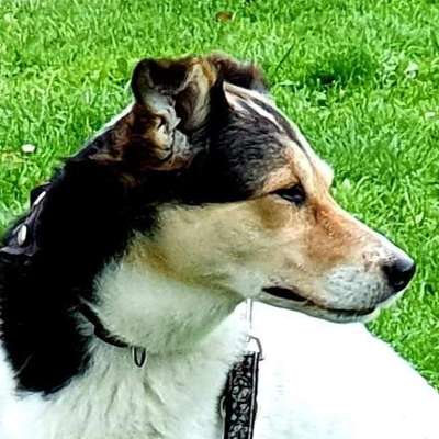 Hundetreffen-Suchen ruhige Oldies für social walks-Profilbild