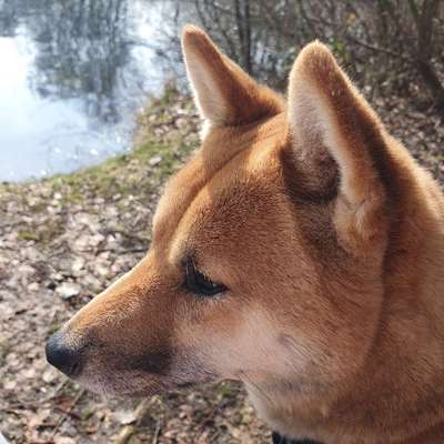 Hundetreffen-Shiba Inu Treffen-Bild
