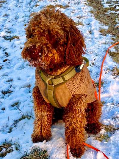 Lagotto Romagnolo Besitzer-Beitrag-Bild