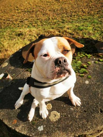 TierschutzhundeStammtisch🐕-Beitrag-Bild