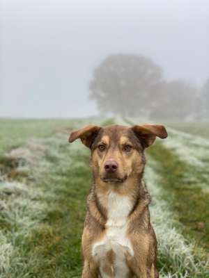 Foto's und Hundemodels-Beitrag-Bild