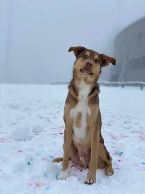 Foto's und Hundemodels-Beitrag-Bild