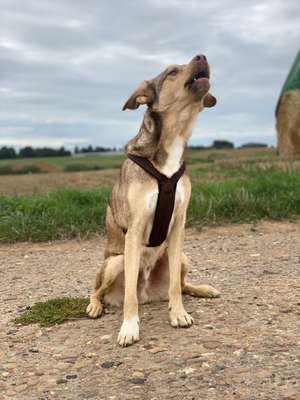 Foto's und Hundemodels-Beitrag-Bild