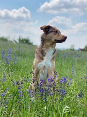 Foto's und Hundemodels-Beitrag-Bild