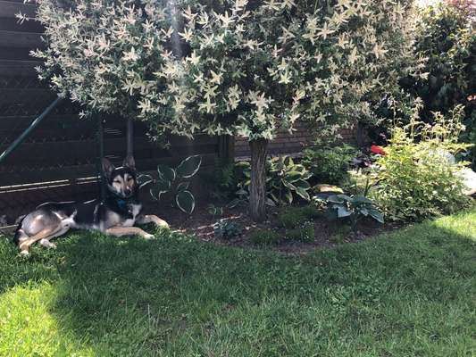 Die Dogorama Monats Challenge "Es grünt und blüht"-Beitrag-Bild