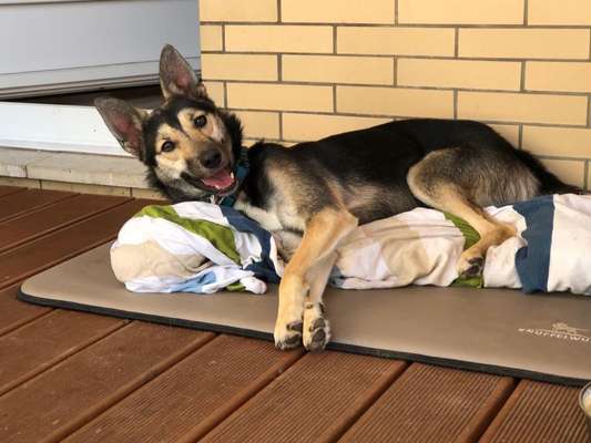 Tierschutzhund ist meine Lieblingsrasse-Beitrag-Bild