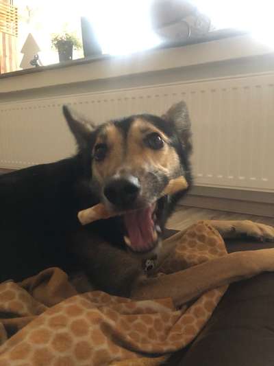 Fotochallenge Guten Appetit! Dein Hund beim futtern-Beitrag-Bild