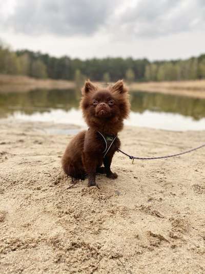 Dogorama-Monats-Challenge-Mai "Wasser"-Beitrag-Bild