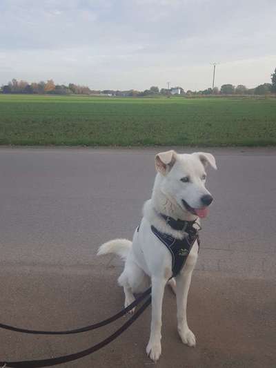 Wie sitzt mein Geschirr?-Beitrag-Bild