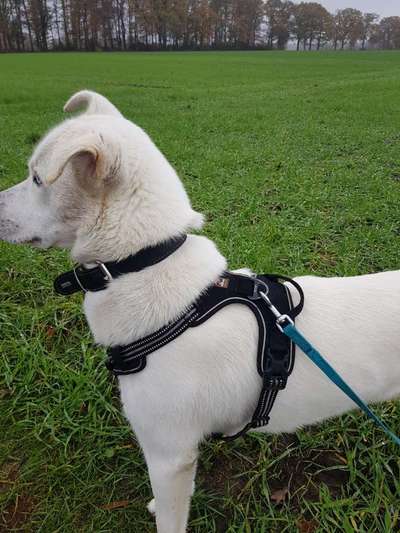 Wie sitzt mein Geschirr?-Beitrag-Bild