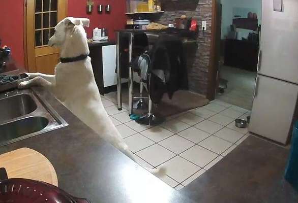 Gespräche zwischen Hund und Halter-Beitrag-Bild