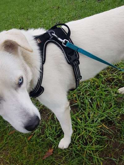 Wie sitzt mein Geschirr?-Beitrag-Bild