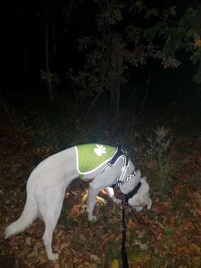Blinkende Leuchthalsbänder, schädlich für Mensch und Hund-Beitrag-Bild