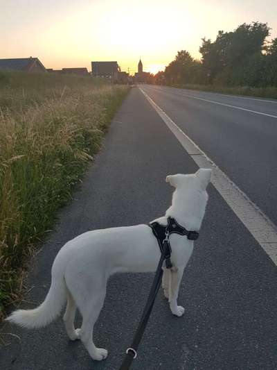 Wie sitzt mein Geschirr?-Beitrag-Bild