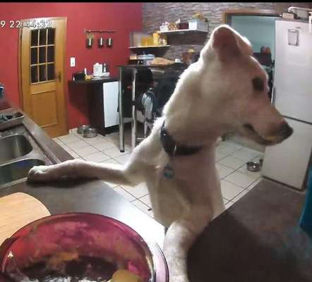 Gespräche zwischen Hund und Halter-Beitrag-Bild