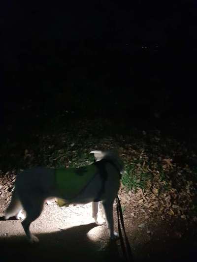 Blinkende Leuchthalsbänder, schädlich für Mensch und Hund-Beitrag-Bild