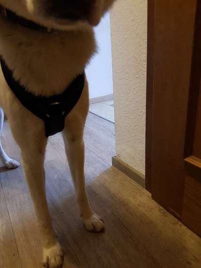 Wie sitzt mein Geschirr?-Beitrag-Bild