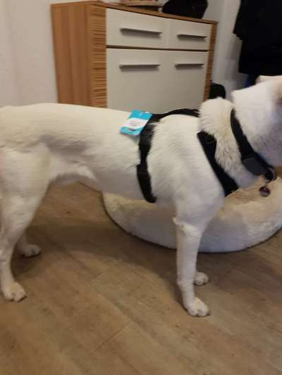 Wie sitzt mein Geschirr?-Beitrag-Bild