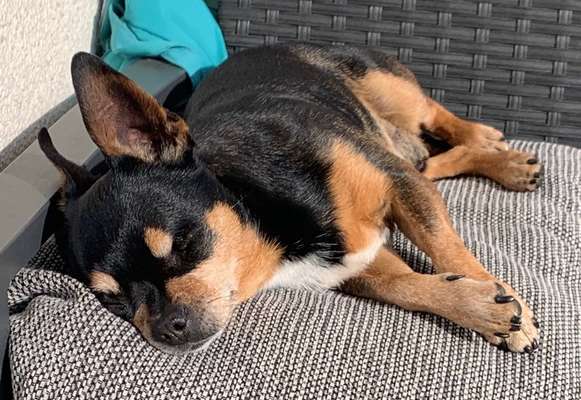 Auslandstierschutz-Beitrag-Bild