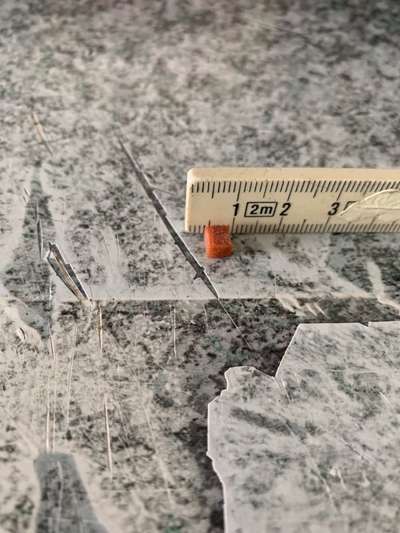 Suche Leckerli für Furbo-Beitrag-Bild