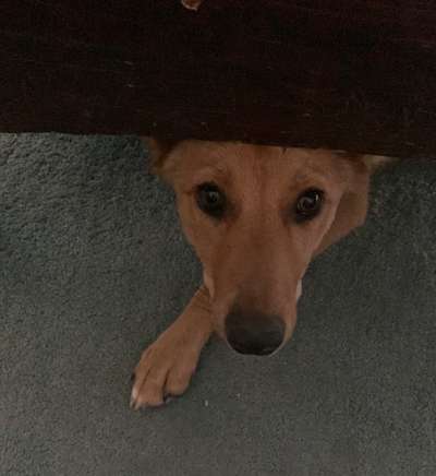 grumpy dog 😅-Beitrag-Bild