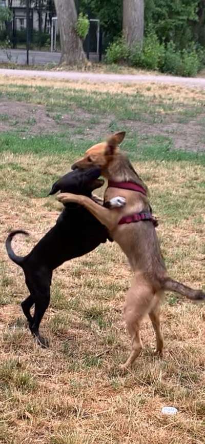 Foto-Challenge Nr. 90: Lebensfreude-Beitrag-Bild