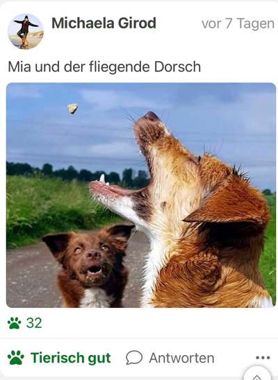 Fotochallenge 110: Lustige und schöne Schnappfotos-Beitrag-Bild