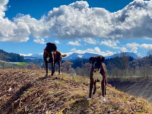 Mantrailing-Beitrag-Bild