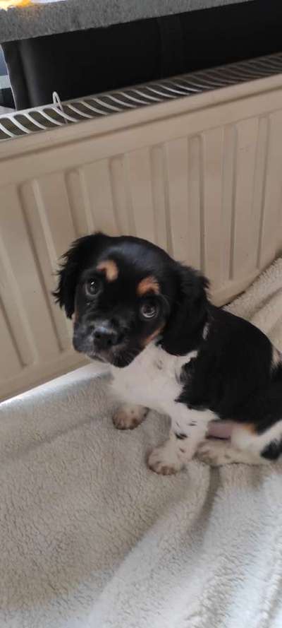 Welpen Bilder !-Beitrag-Bild