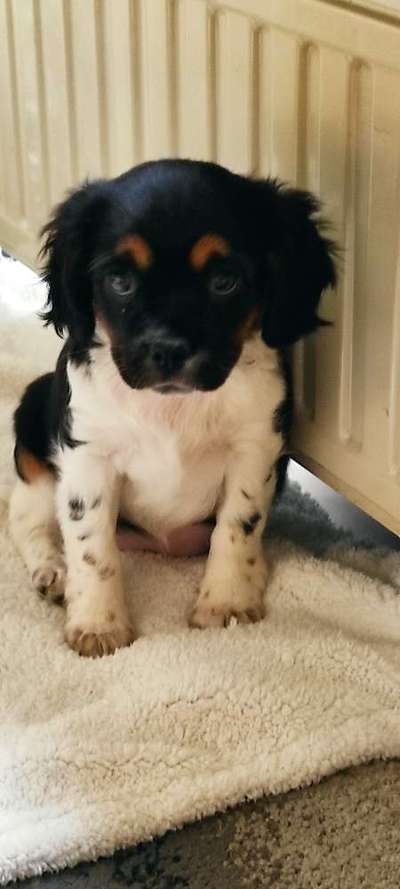 Welpen Bilder !-Beitrag-Bild