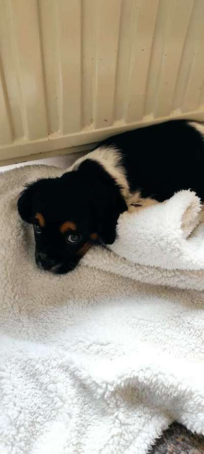 Welpen Bilder !-Beitrag-Bild