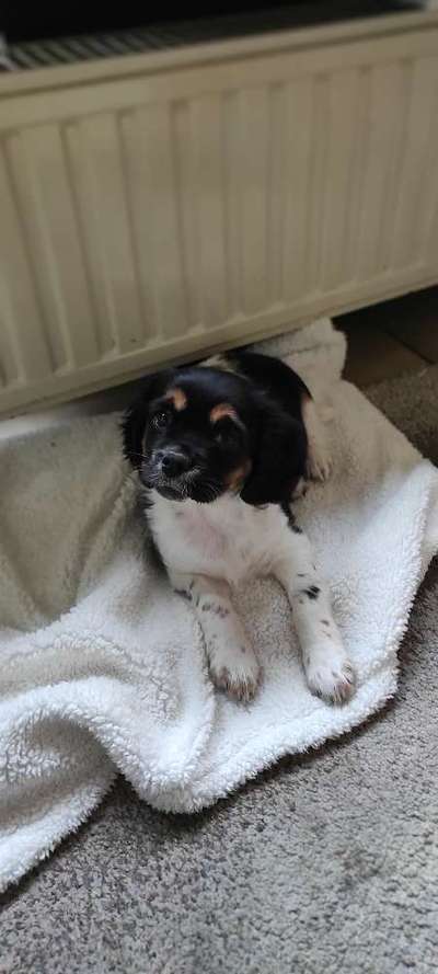 Welpen Bilder !-Beitrag-Bild