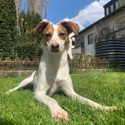 Hundetreffen-lust auf eine gassirunde?-Profilbild