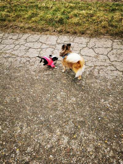 Lustigsten Grimassen von euren Hunden-Beitrag-Bild