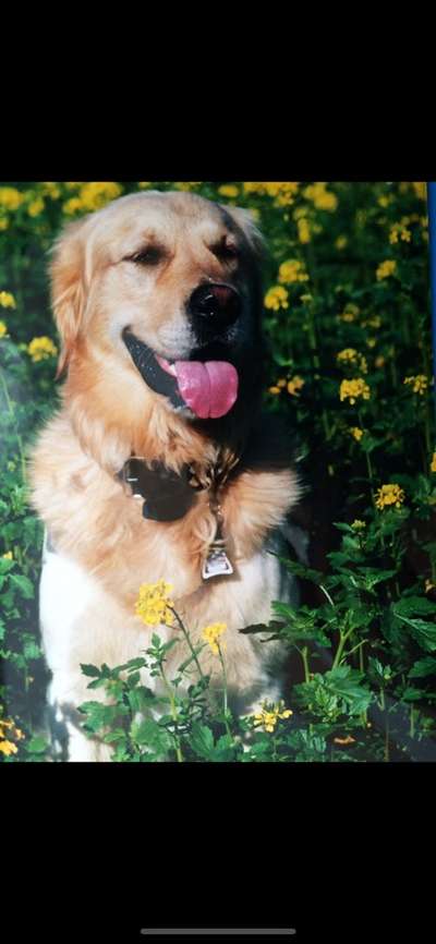 Wo sind die Golden Retriever Liebhaber?-Beitrag-Bild