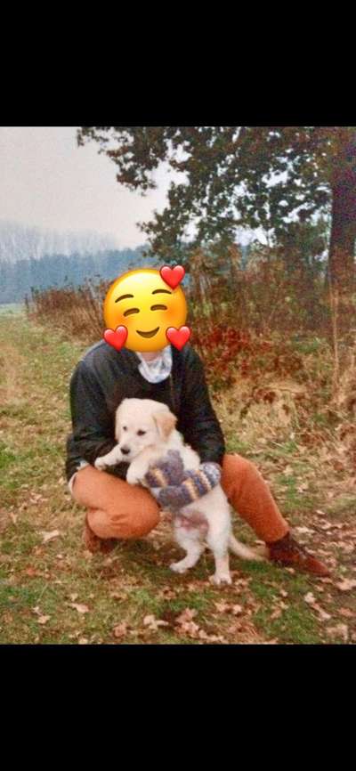 Wo sind die Golden Retriever Liebhaber?-Beitrag-Bild