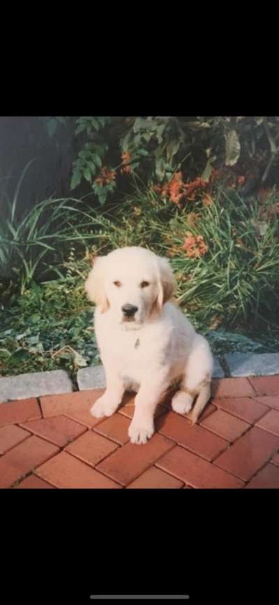 Wo sind die Golden Retriever Liebhaber?-Beitrag-Bild