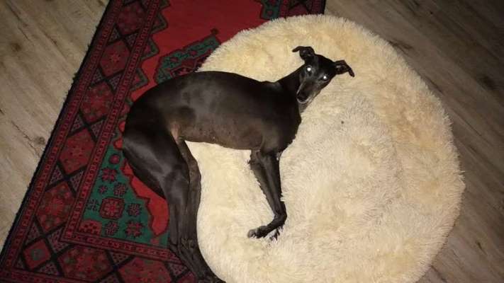 Wie kamt ihr auf die Rasse eures Hundes?-Beitrag-Bild