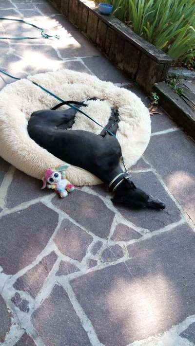 Wie kamt ihr auf die Rasse eures Hundes?-Beitrag-Bild