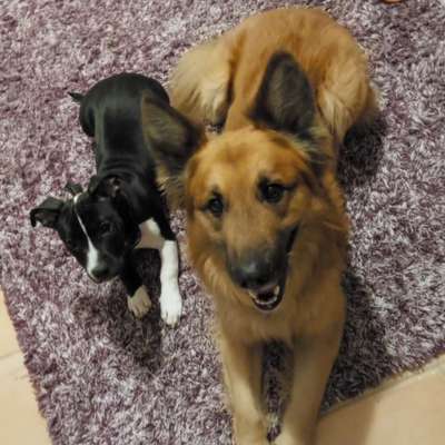 Hundetreffen-Suchen Spiel und Lernpartner aller Art und jeden Alters 😇-Bild