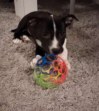 Dogorama Photo Challenge - Portrait-Beitrag-Bild