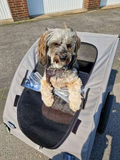 Foto Challenge Nr. 137 - Lass die Ohren fliegen-Beitrag-Bild