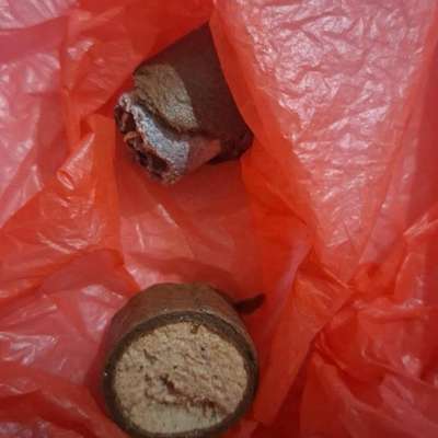 Giftköder-Giftköder-Bild