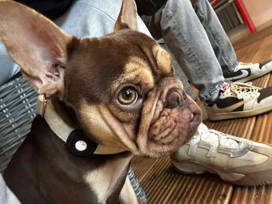 Hundetreffen-Spiel- & Gassipartner-Bild